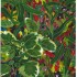 "jardin des plantes 26" Acrylique sur MDF, 60x80 cm, 2017, 2018, Print disponible sur demande